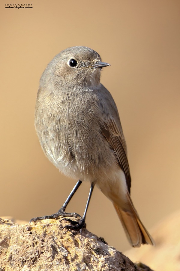 Black Redstart