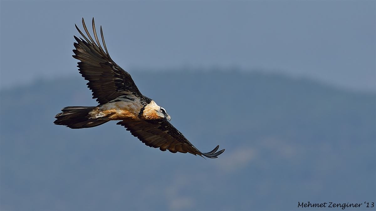 Bearded Vulture