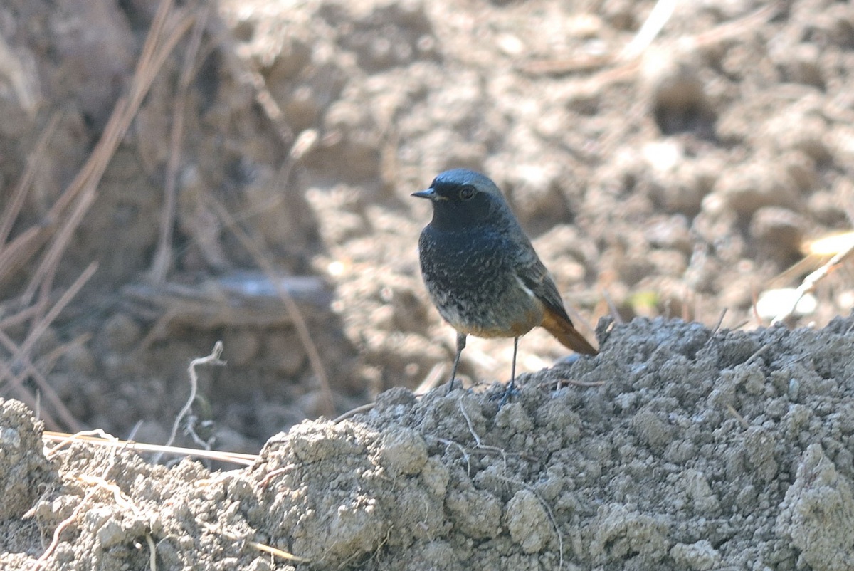 Black Redstart