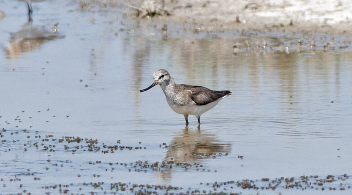 Terek Sandpiper