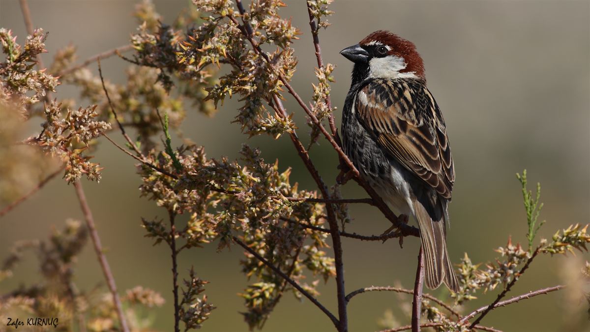 Spanish Sparrow