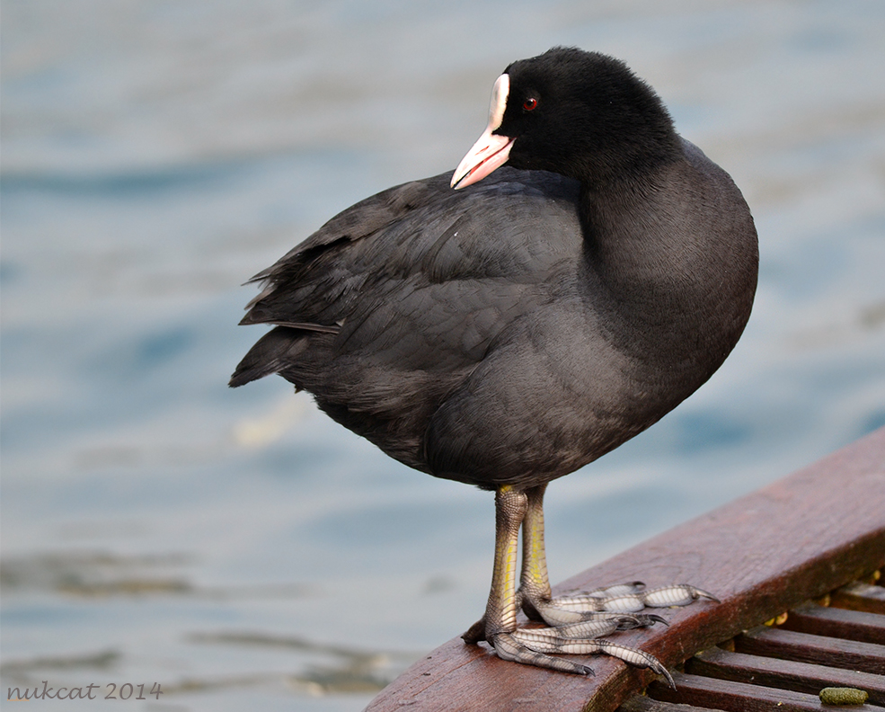 Eurasian Coot