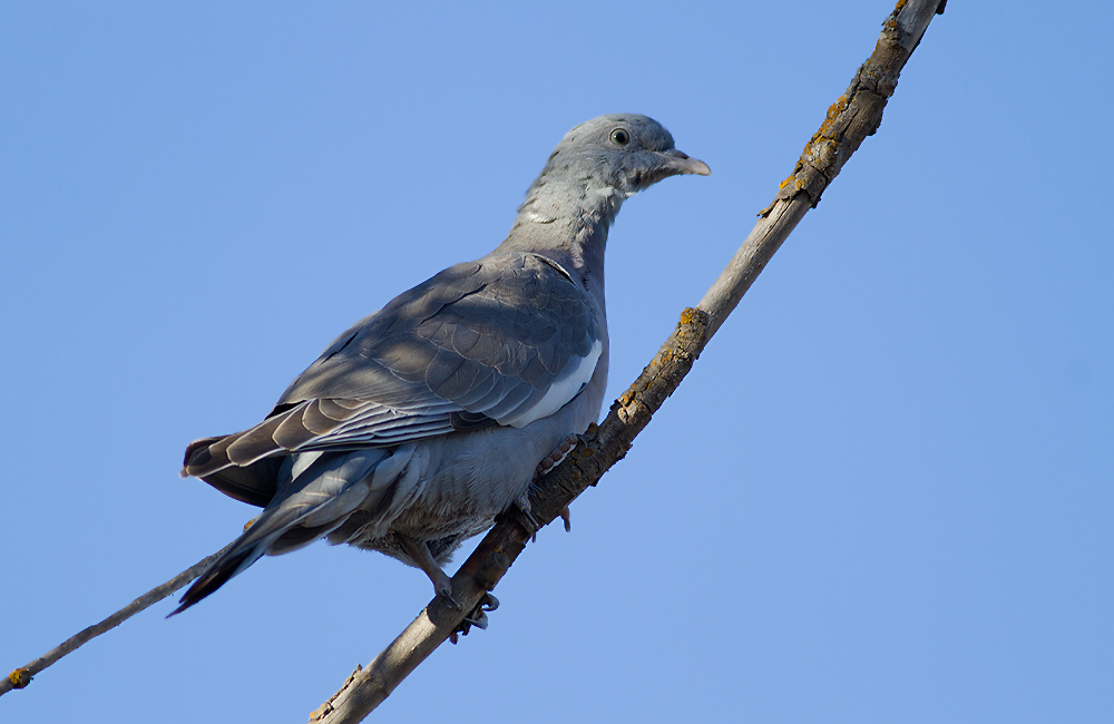 Common Wood Pigeon
