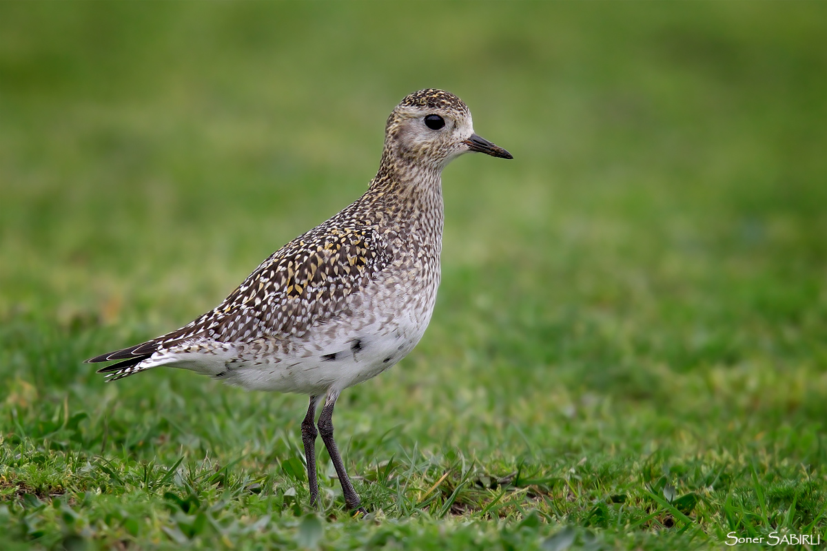 European Golden Plover