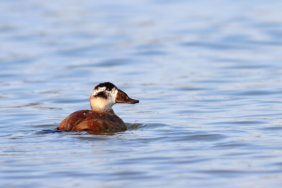 White-headed Duck
