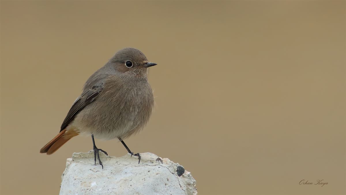 Black Redstart