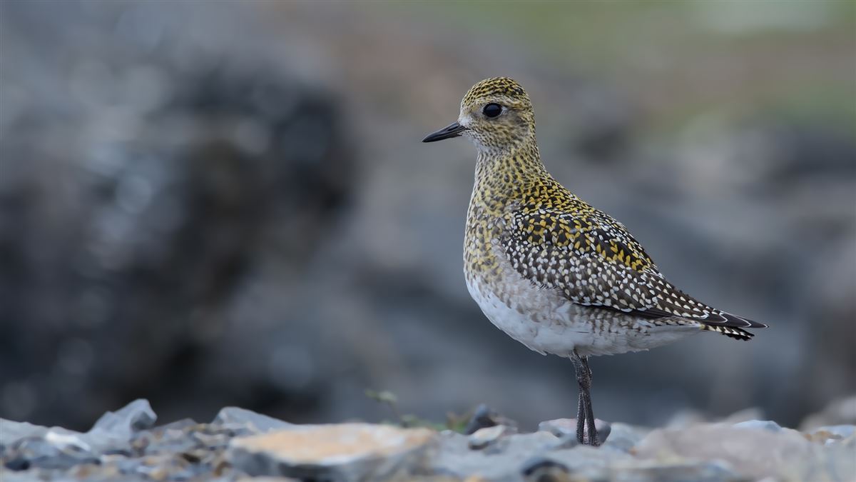 European Golden Plover