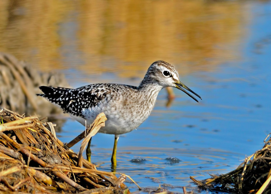 Wood Sandpiper