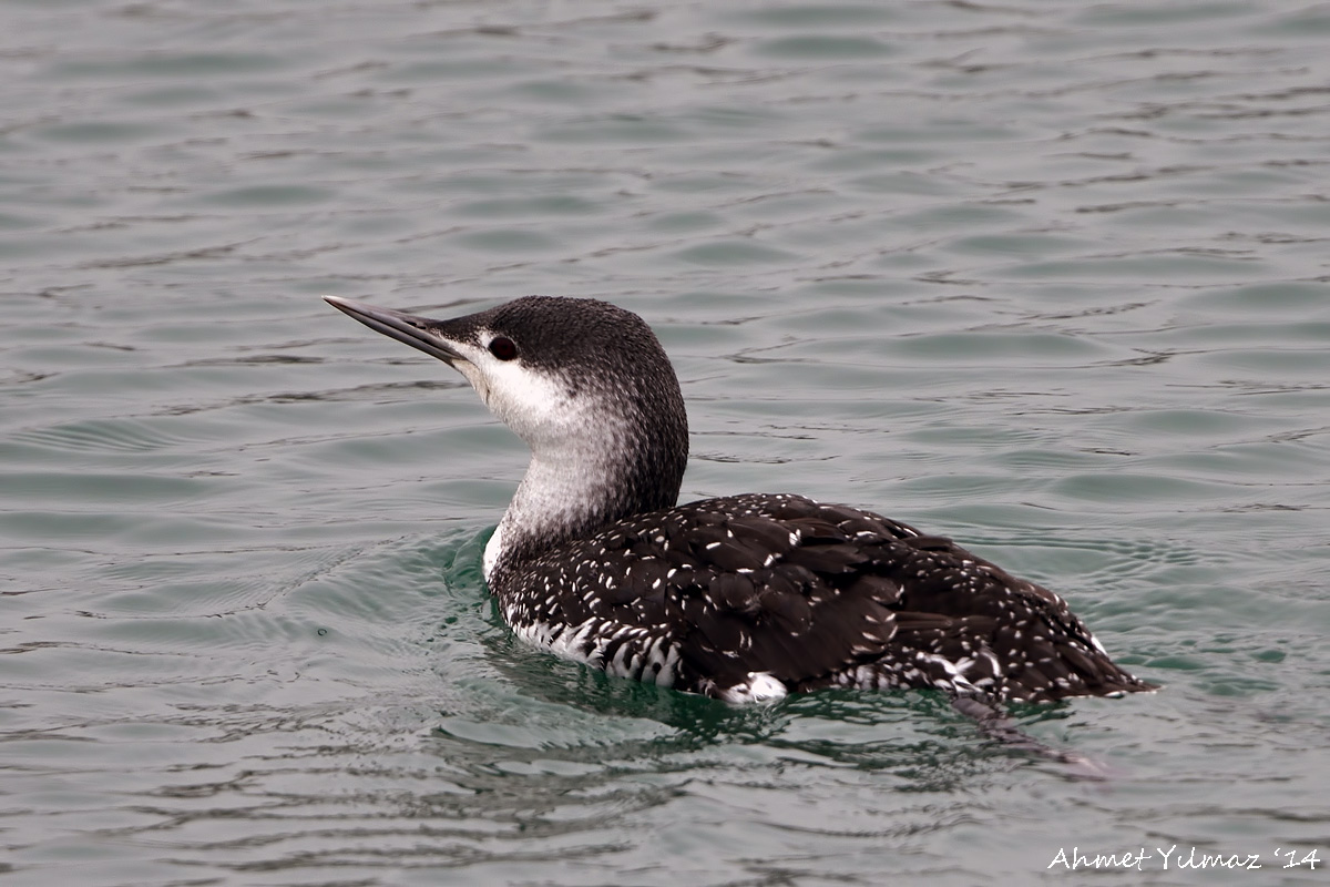 Red-throated Loon