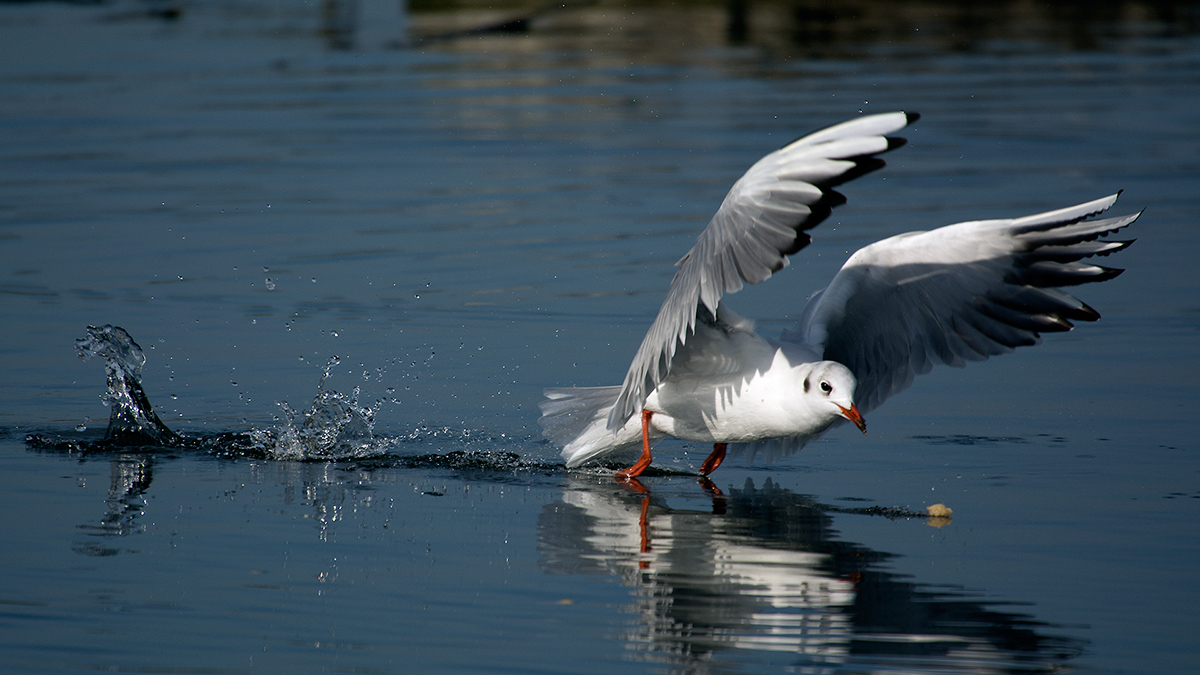 Black-headed Gull