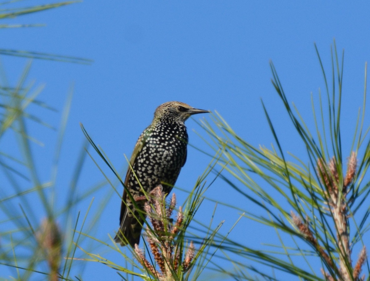 Common Starling