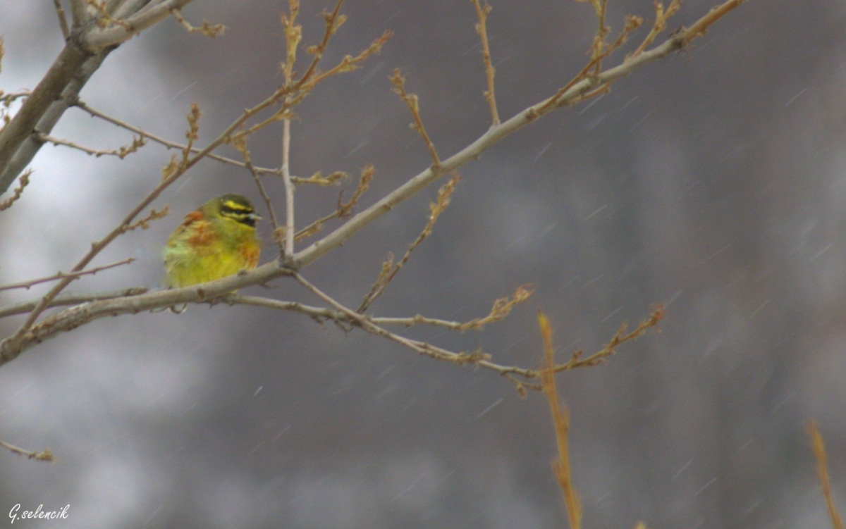Cirl Bunting