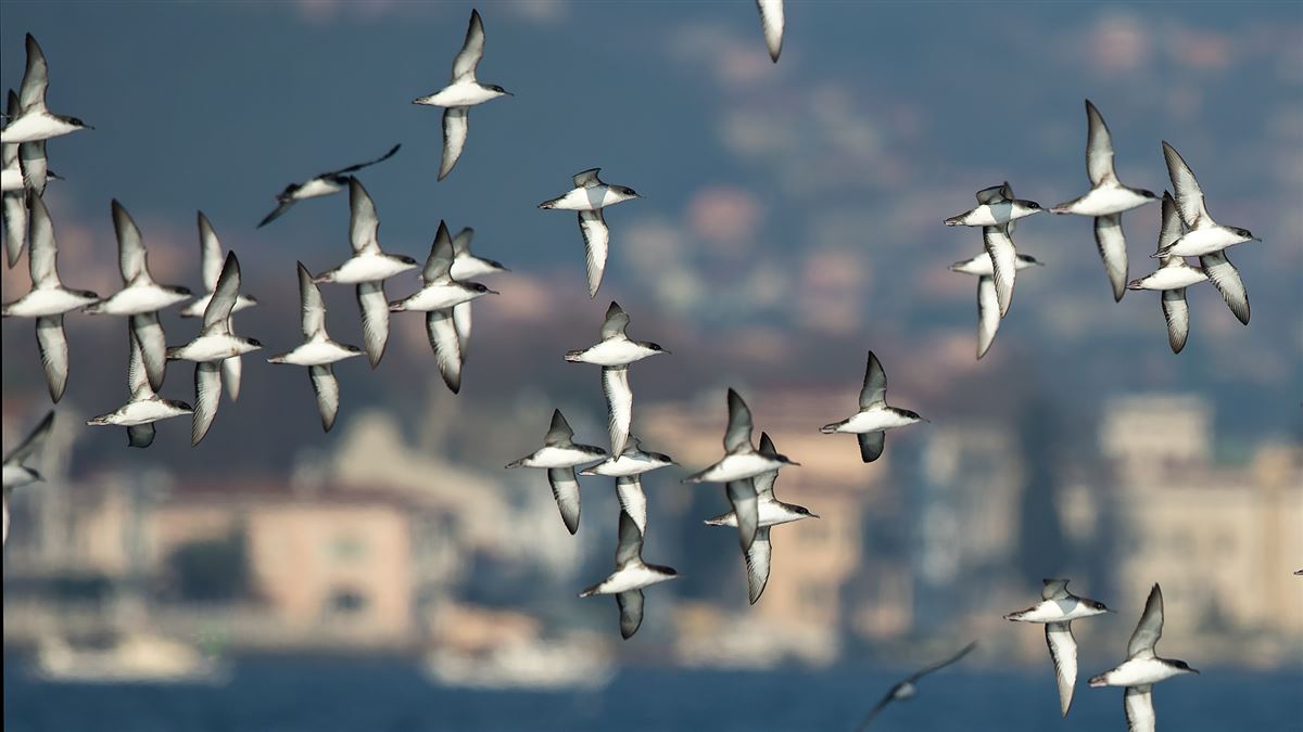 Yelkouan Shearwater
