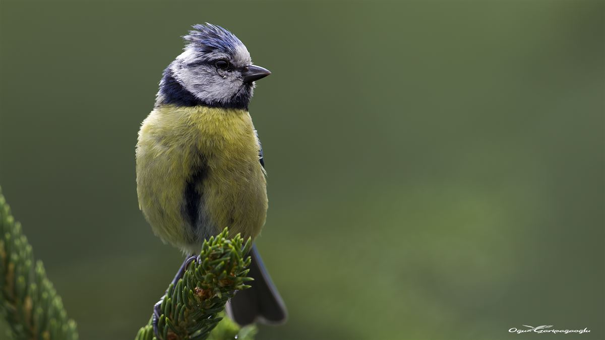 Eurasian Blue Tit