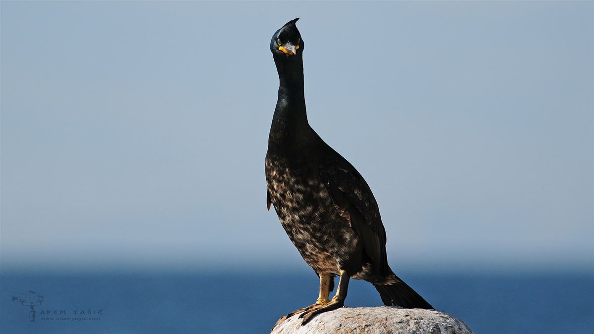 European Shag