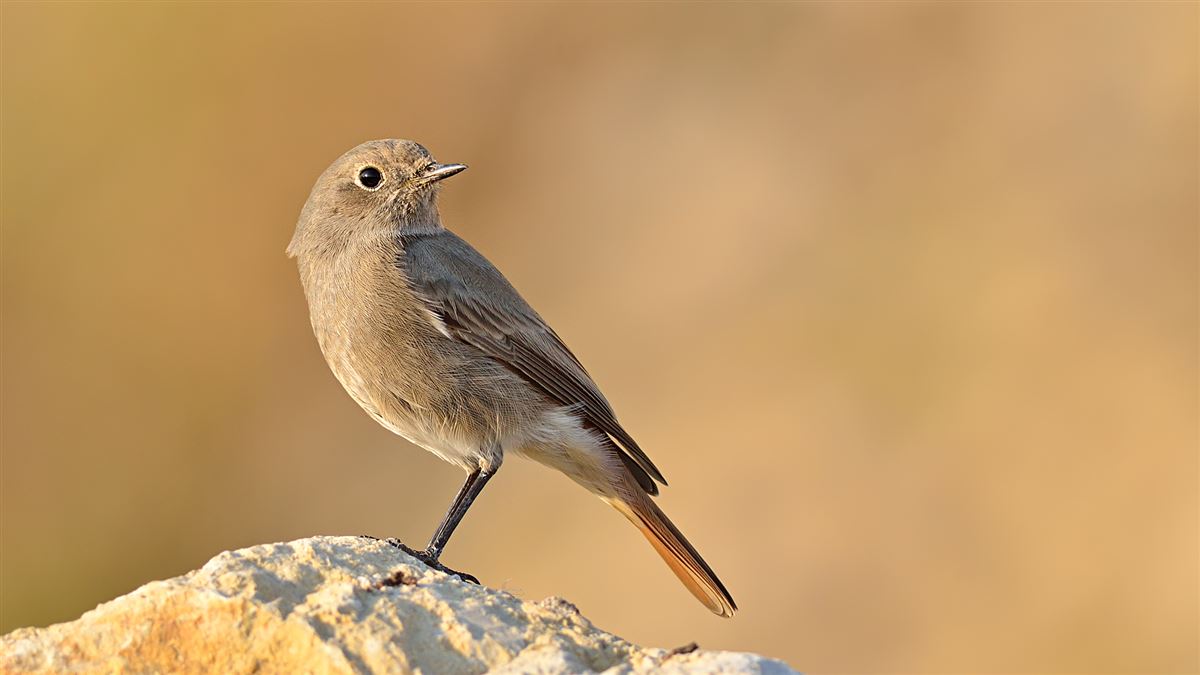 Black Redstart