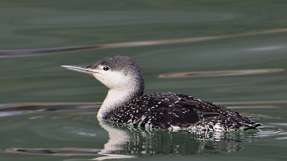 Red-throated Loon