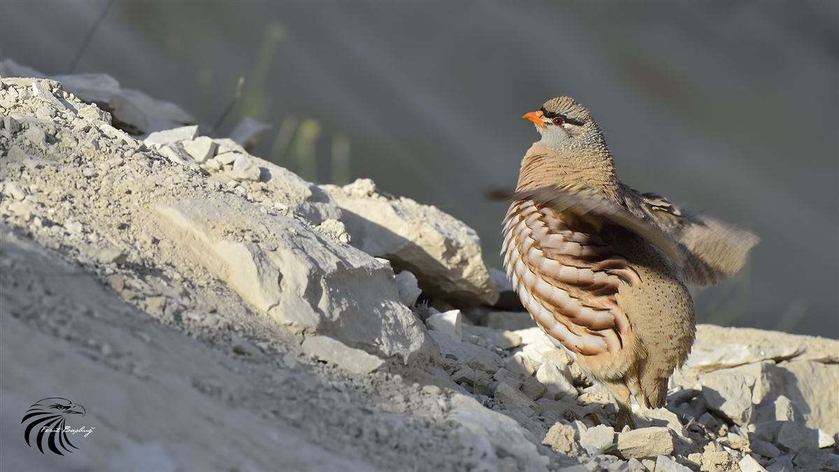 See-see Partridge