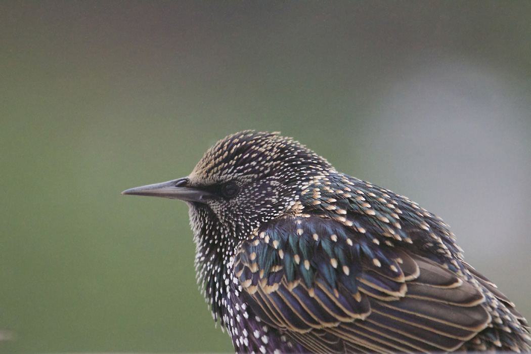 Common Starling