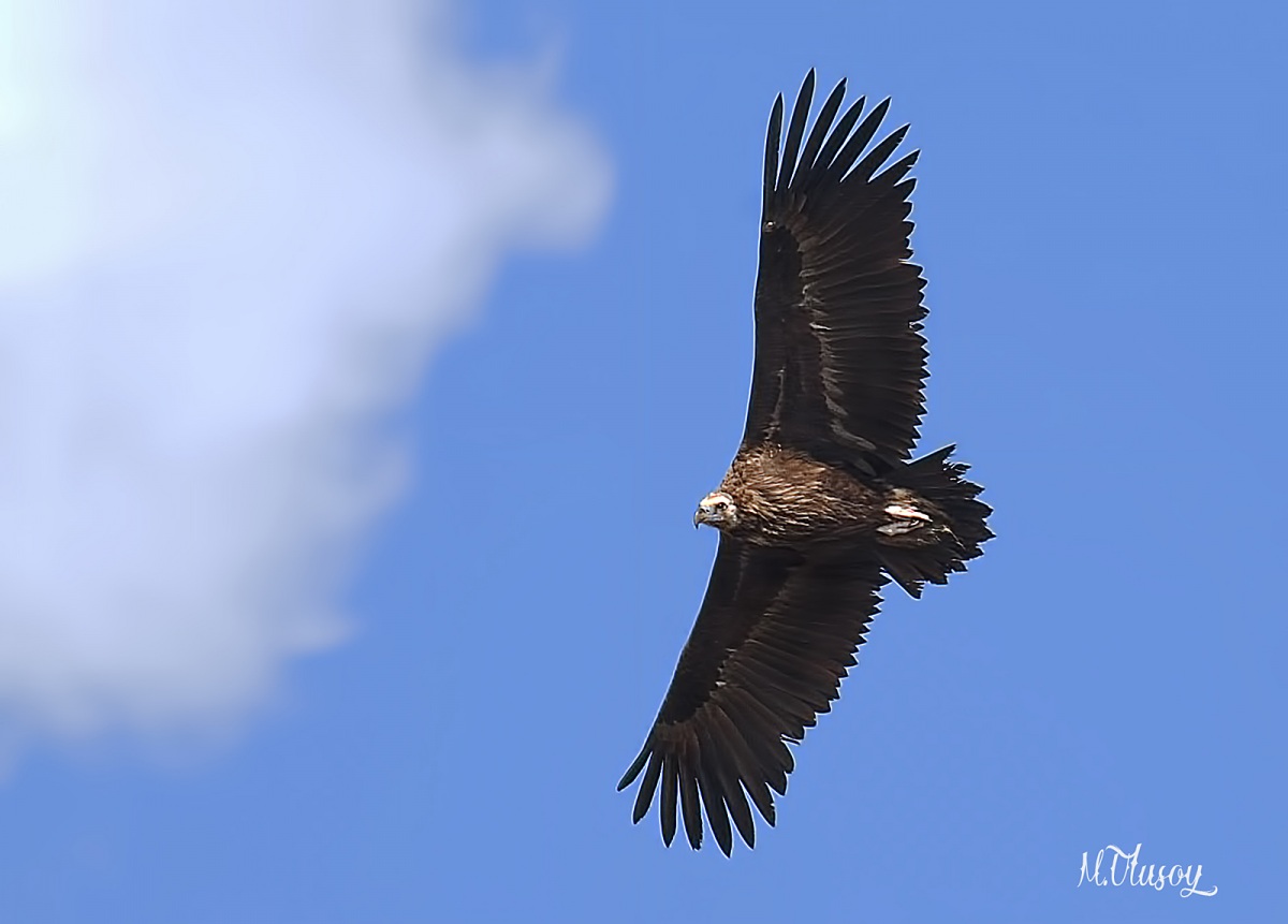 Cinereous Vulture