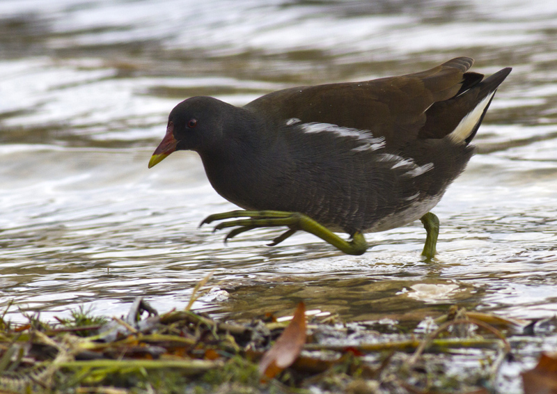 Common Moorhen