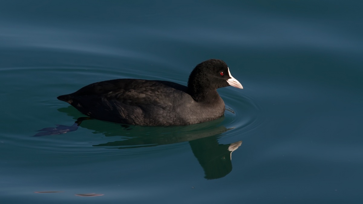 Eurasian Coot