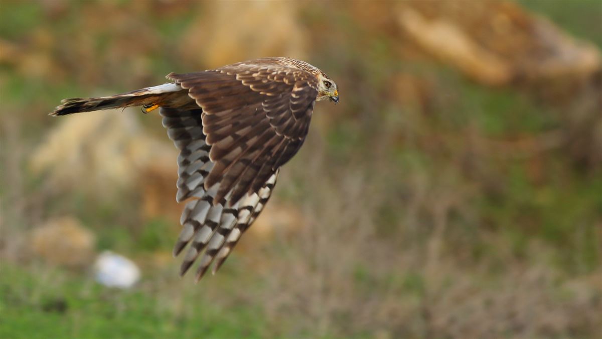 Hen Harrier
