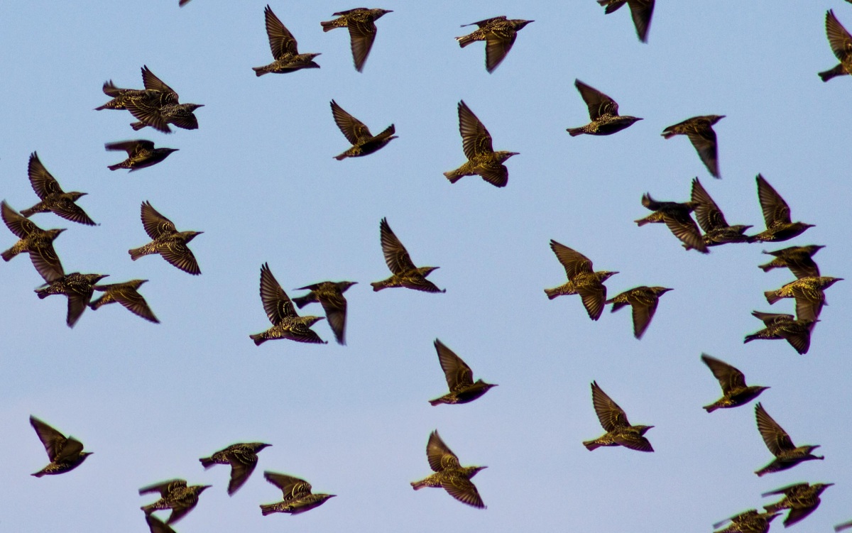 Common Starling
