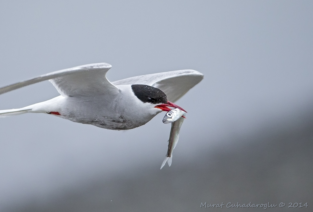 Arctic Tern