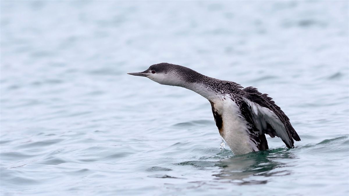 Red-throated Loon