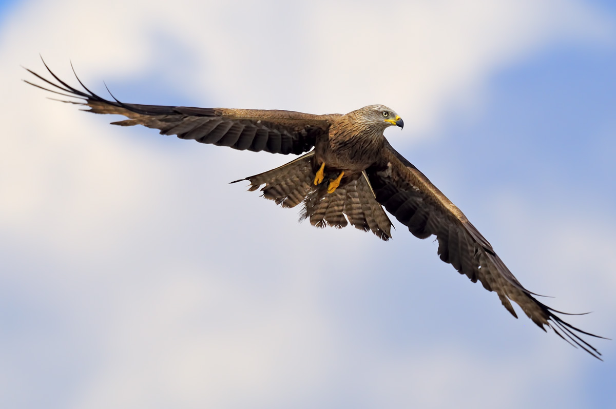 Black Kite