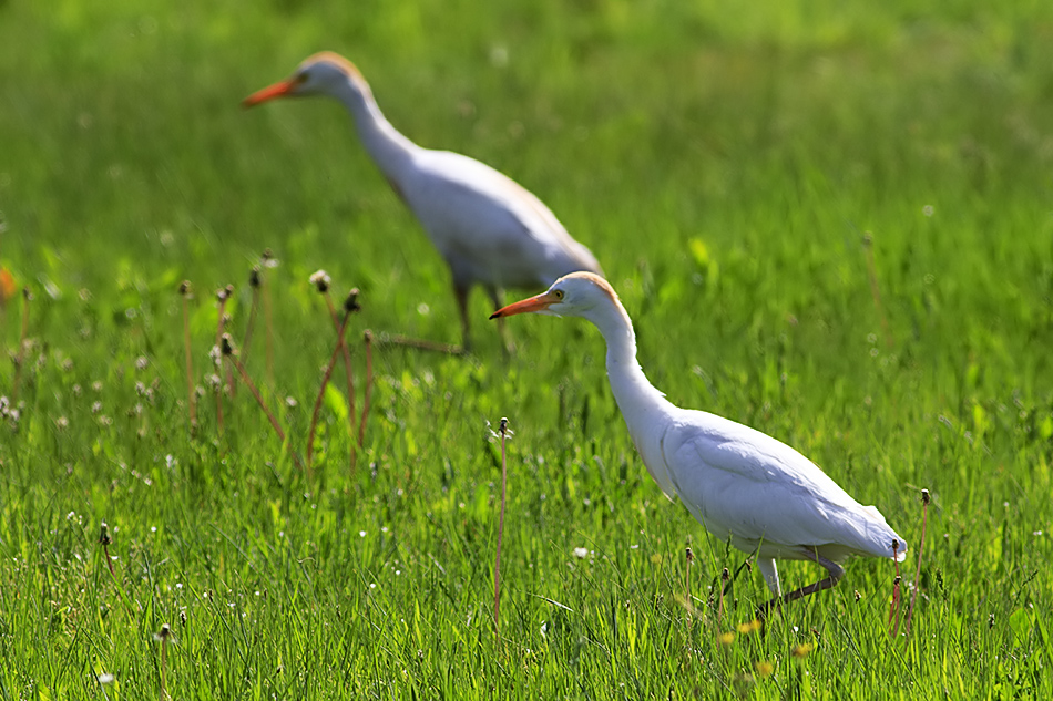 Western Cattle Egret