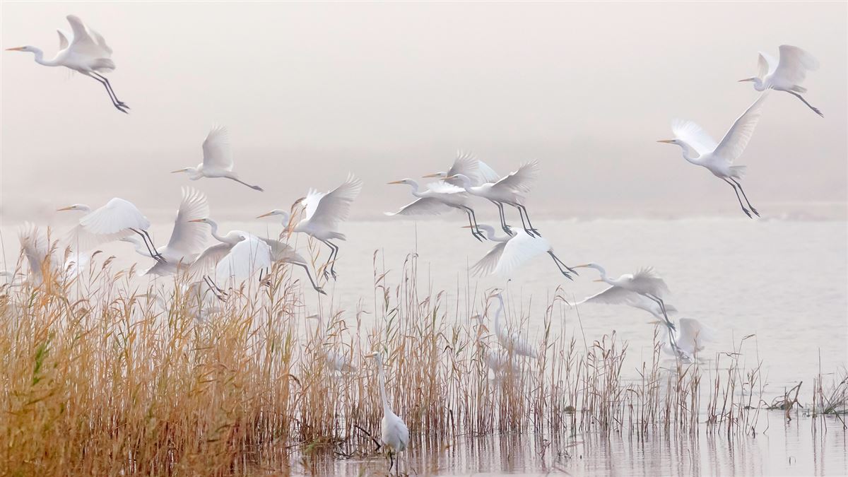 Great Egret