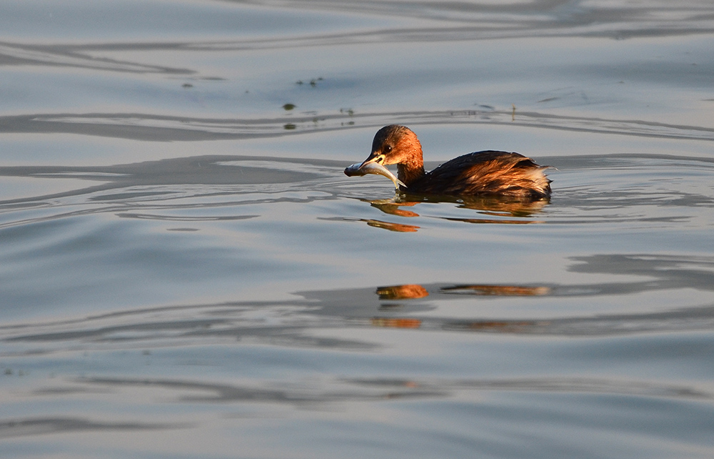 Little Grebe