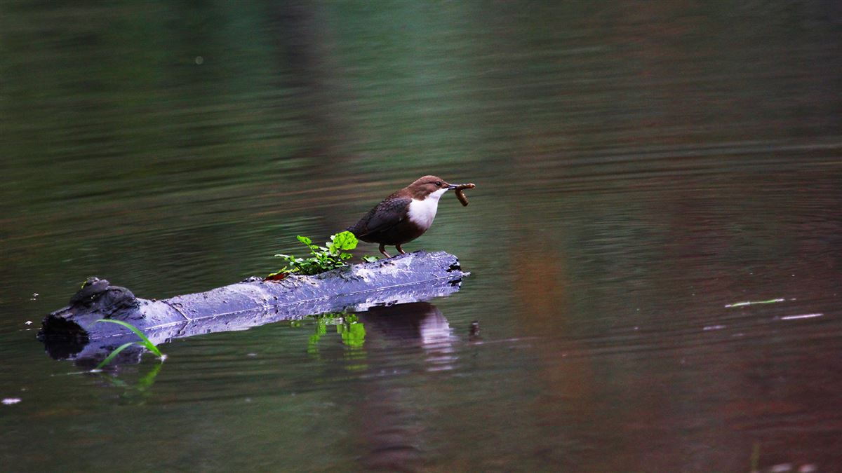 White-throated Dipper