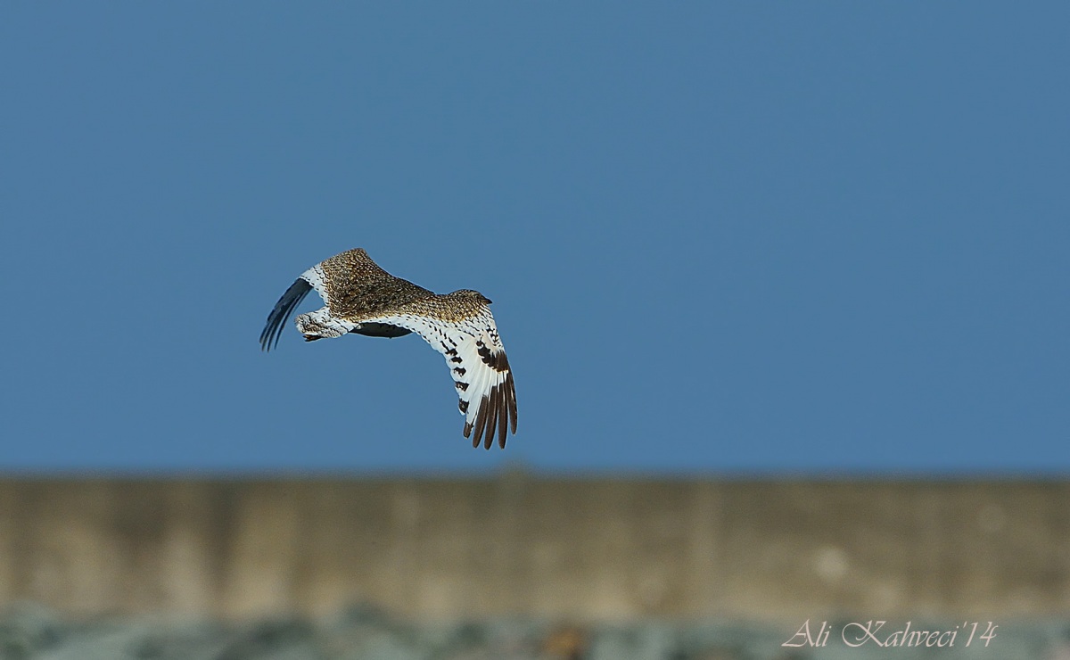 Little Bustard