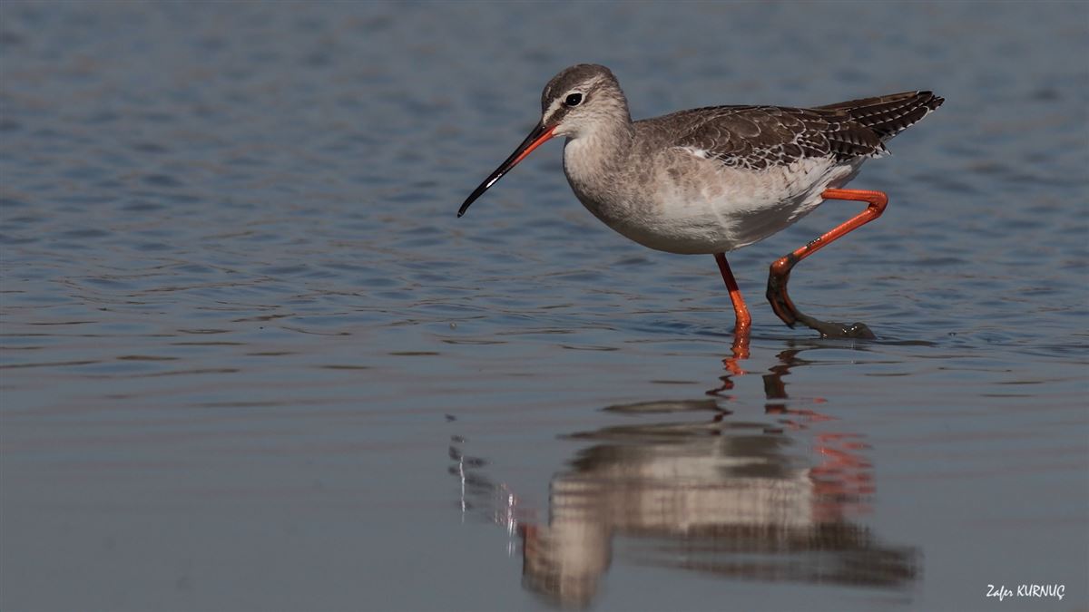 Spotted Redshank