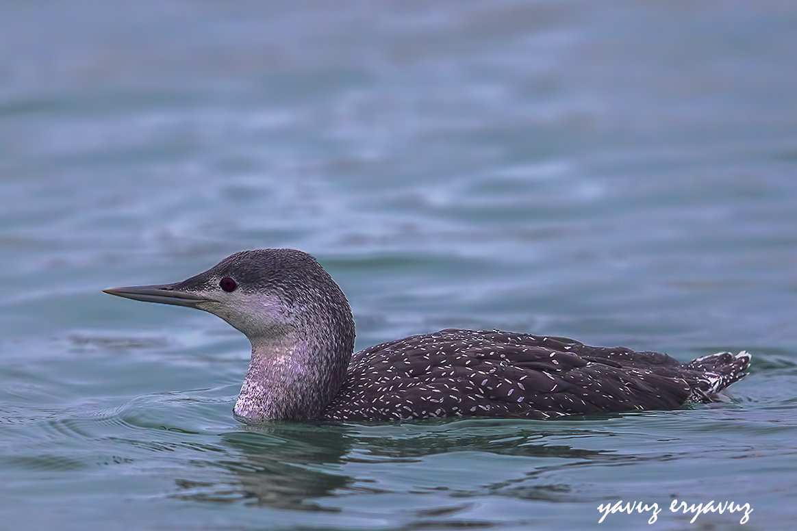Red-throated Loon