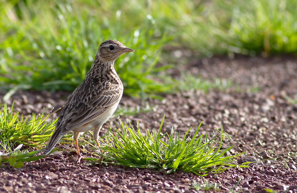Eurasian Skylark
