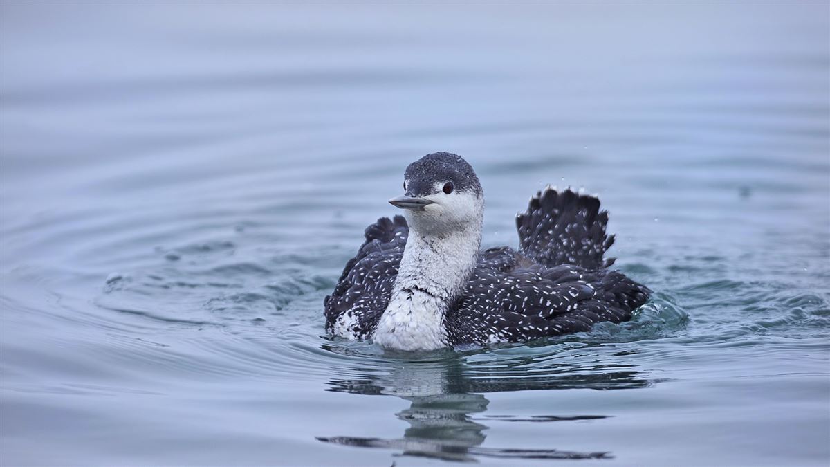 Red-throated Loon