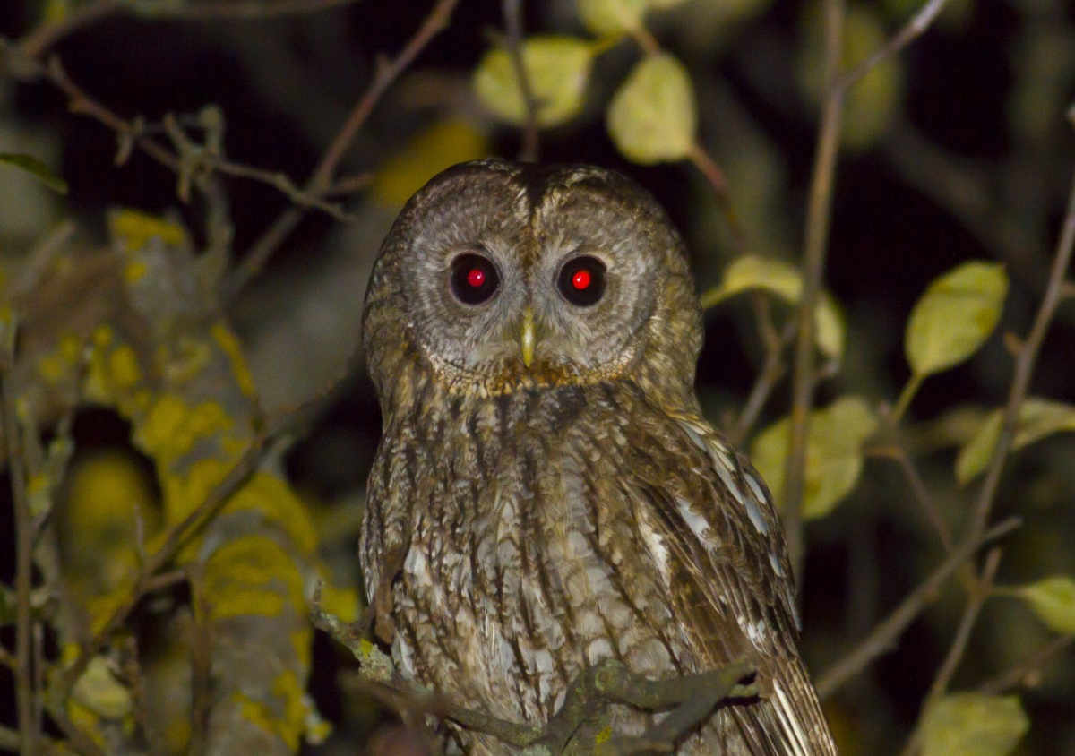 Tawny Owl