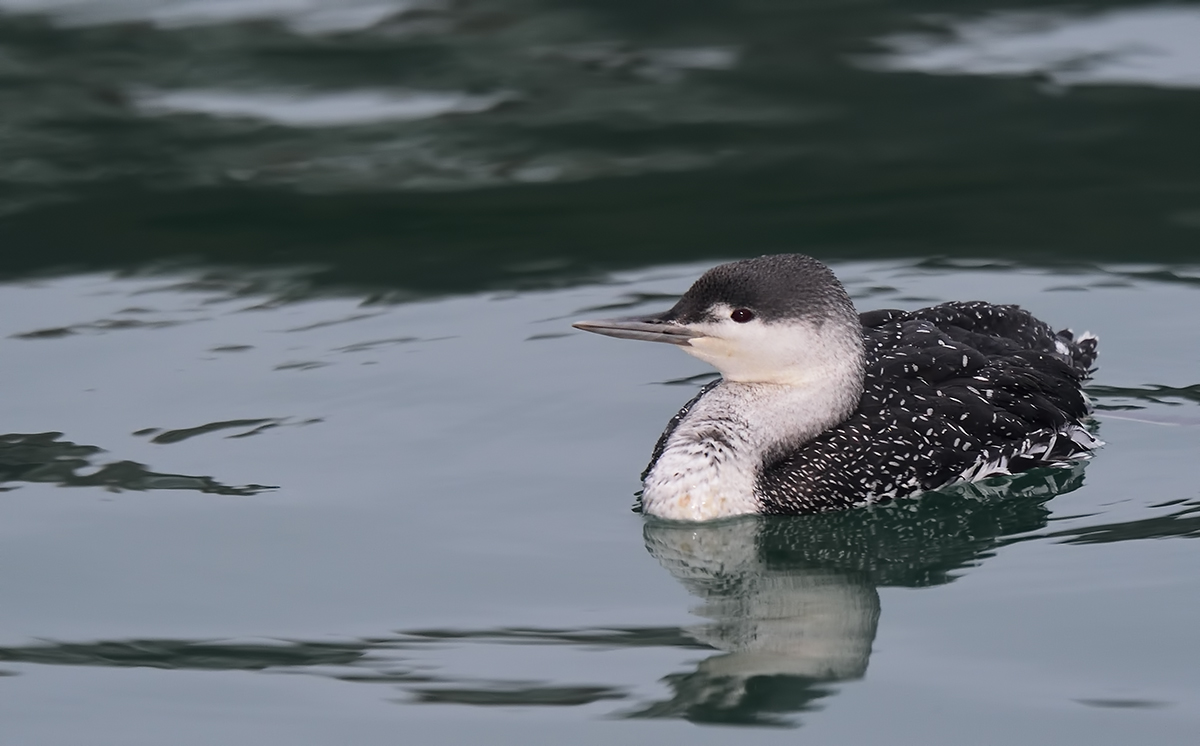 Red-throated Loon