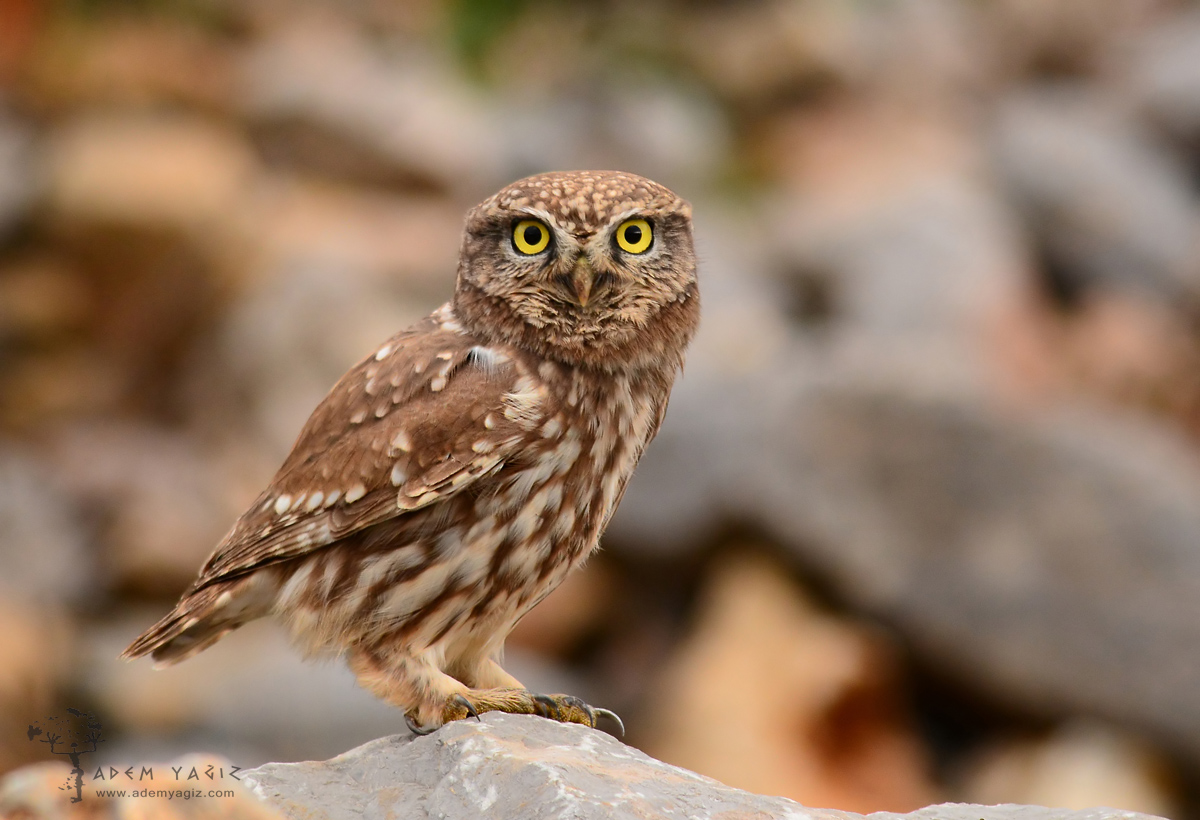 Little Owl