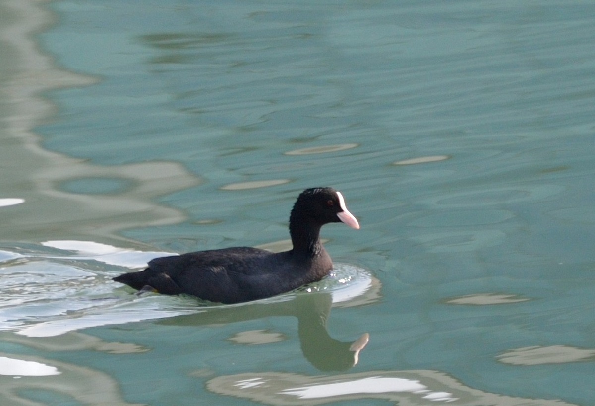 Eurasian Coot