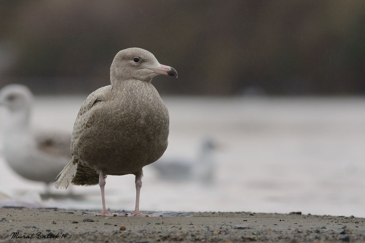 Glaucous Gull
