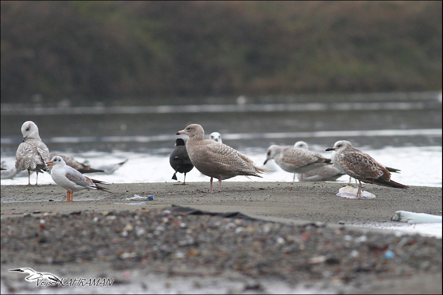 Glaucous Gull