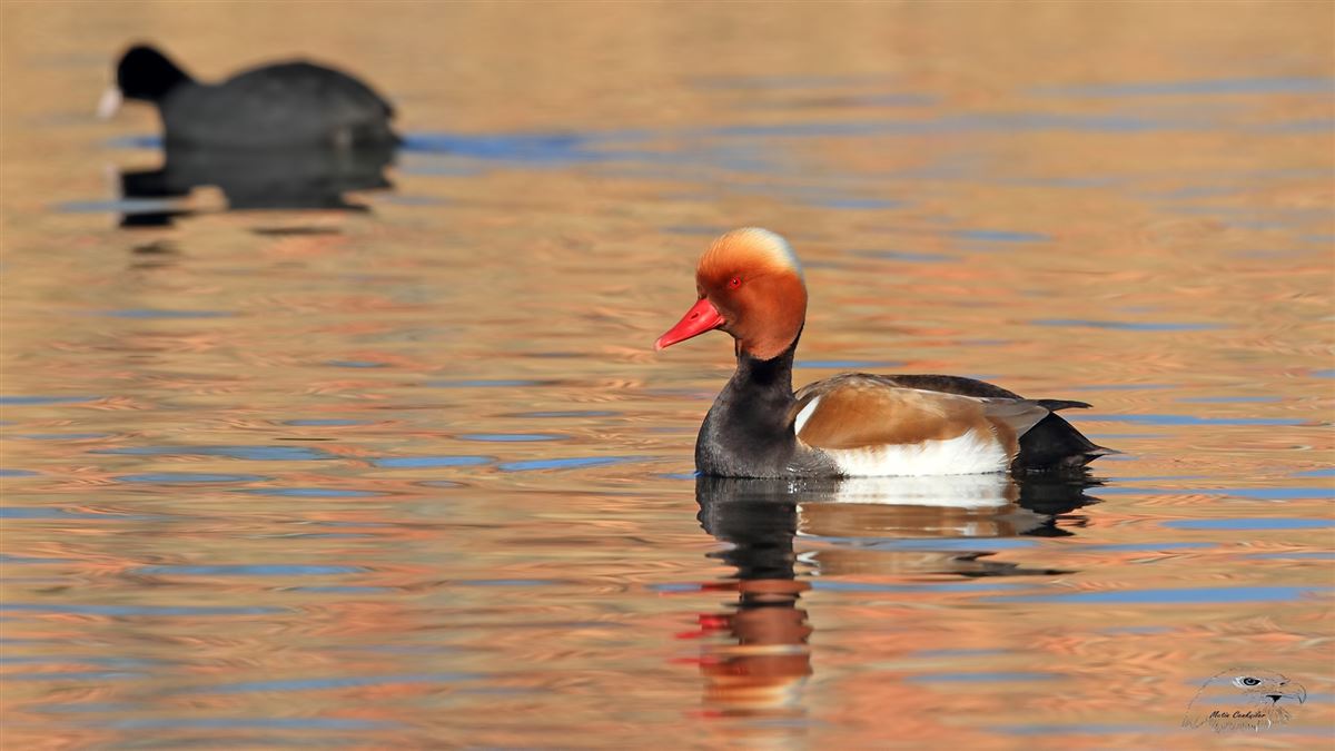 Red-crested Pochard