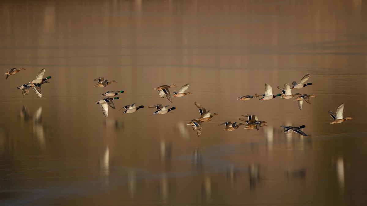 Mallard