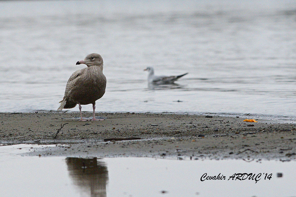 Glaucous Gull