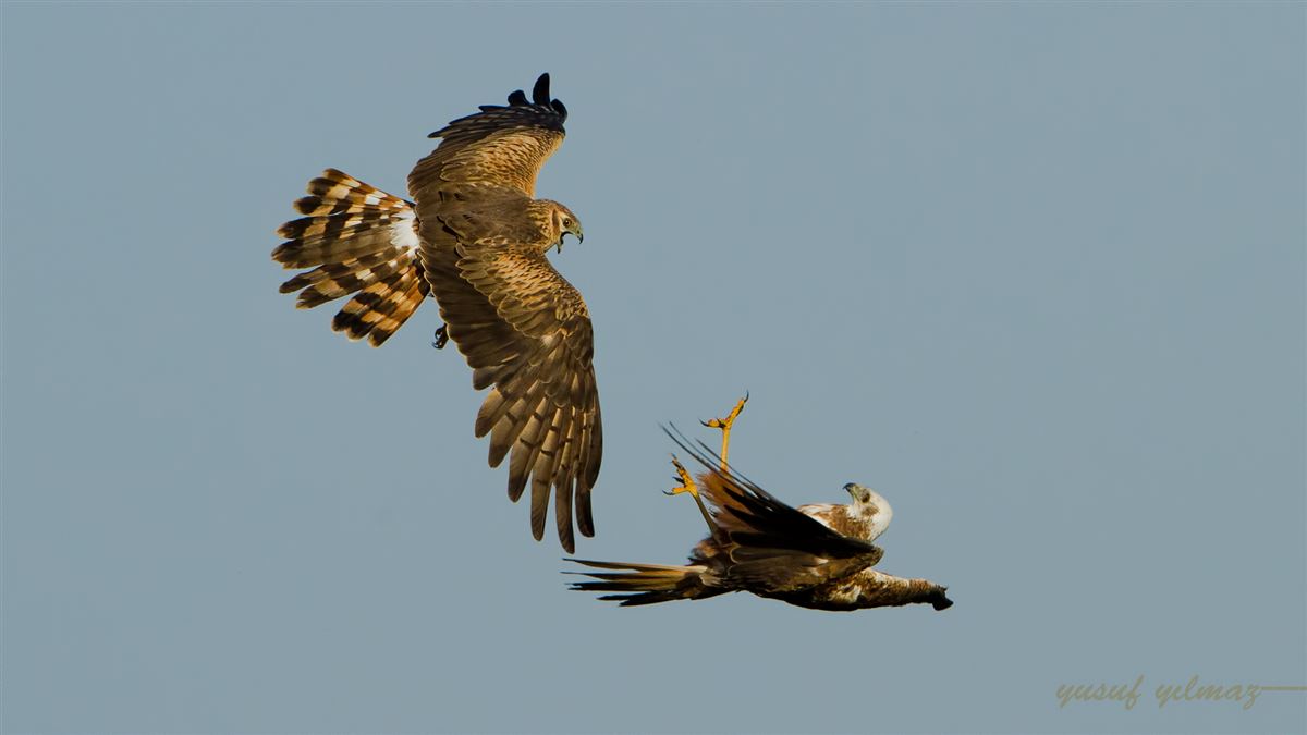 Montagu`s Harrier